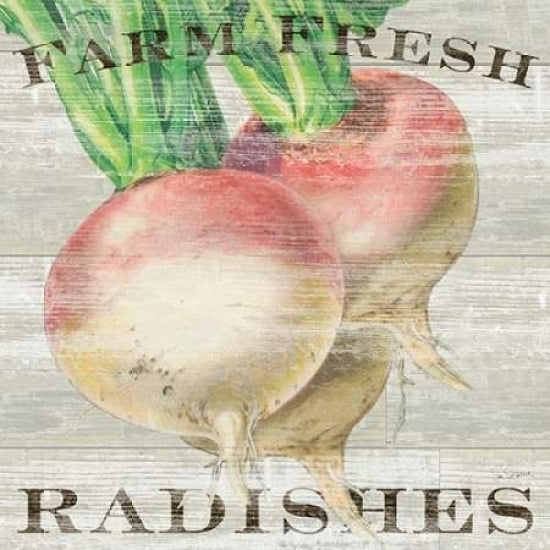 Farm Fresh Radishes Poster Print by Sue Schlabach-VARPDX20839 Image 2