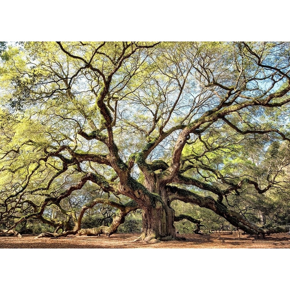 Angel Oak Poster Print - Danny Head-VARPDX208610 Image 1