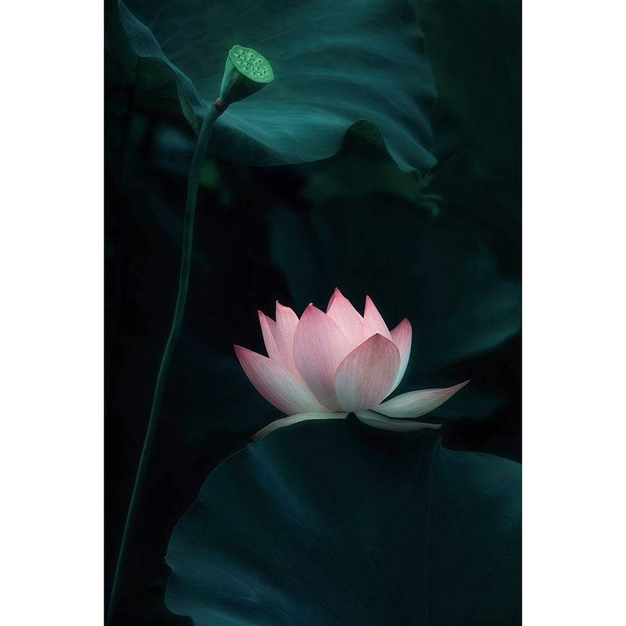 Lotus Flower Poster Print - Catherine W.-VARPDX2088936 Image 1