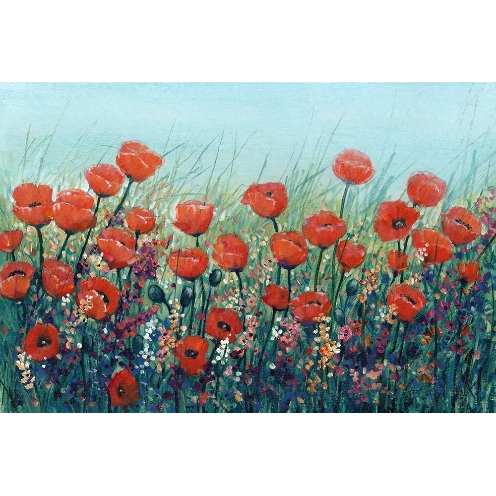 Field of Red Poppies II Poster Print - Tim OToole-VARPDX208909FN Image 1