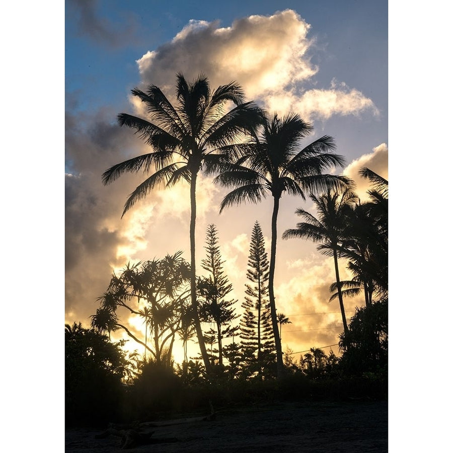 Palm Silouette I Poster Print - Danny Head-VARPDX209200 Image 1