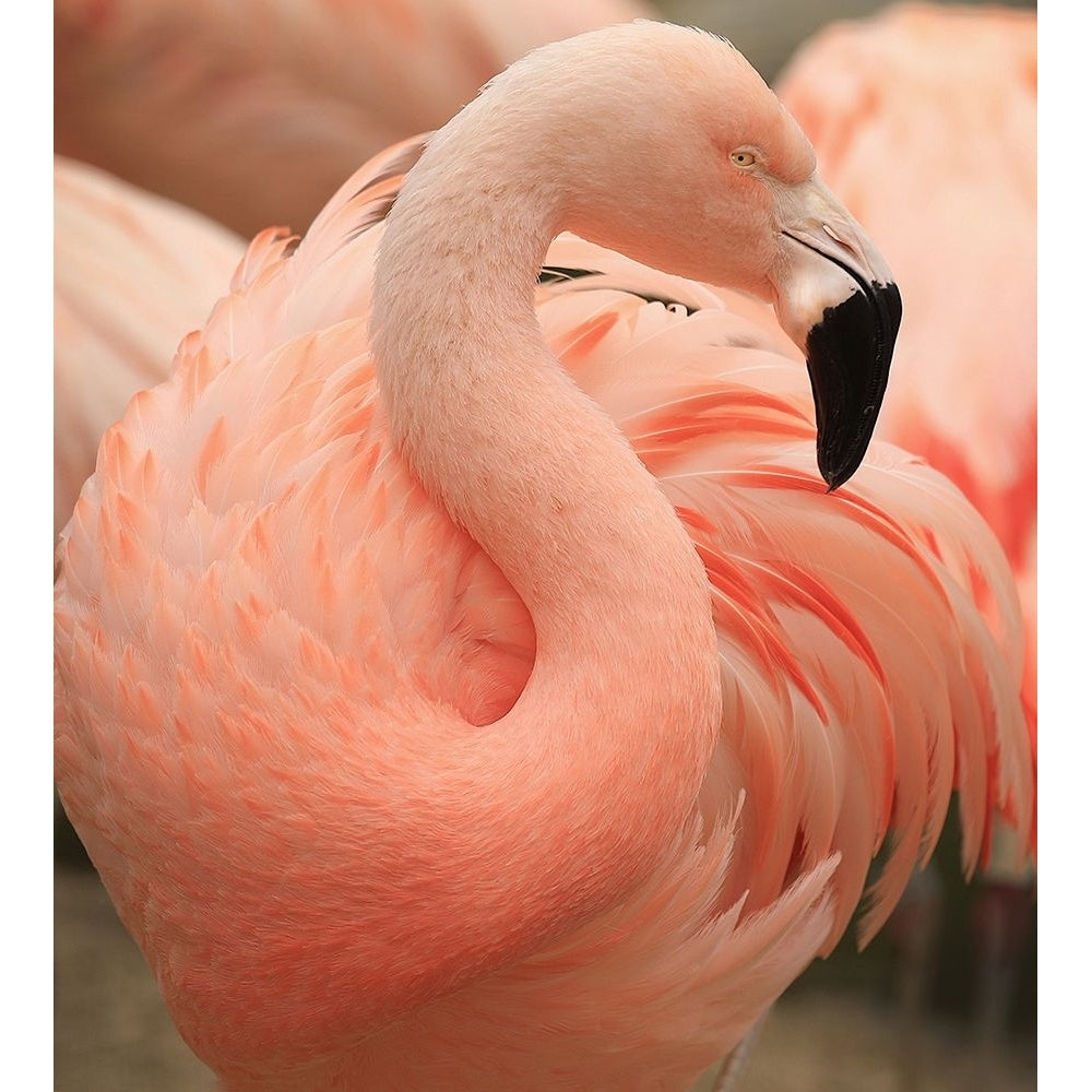 Portrait Of A Pink Flamingo Poster Print - Robin Wechsler-VARPDX2097810 Image 1