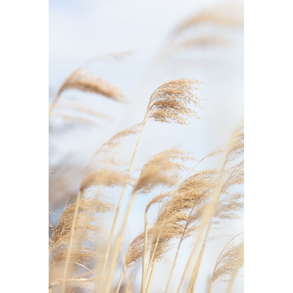 Grass Reed and sky_2 Poster Print - 1x Studio III-VARPDX2103192 Image 1