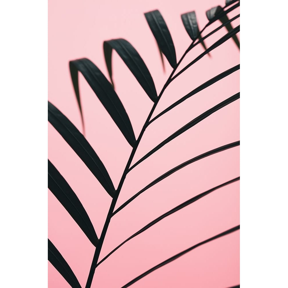 Graphic palm leaf_2 Poster Print - 1x Studio III-VARPDX2103216 Image 1