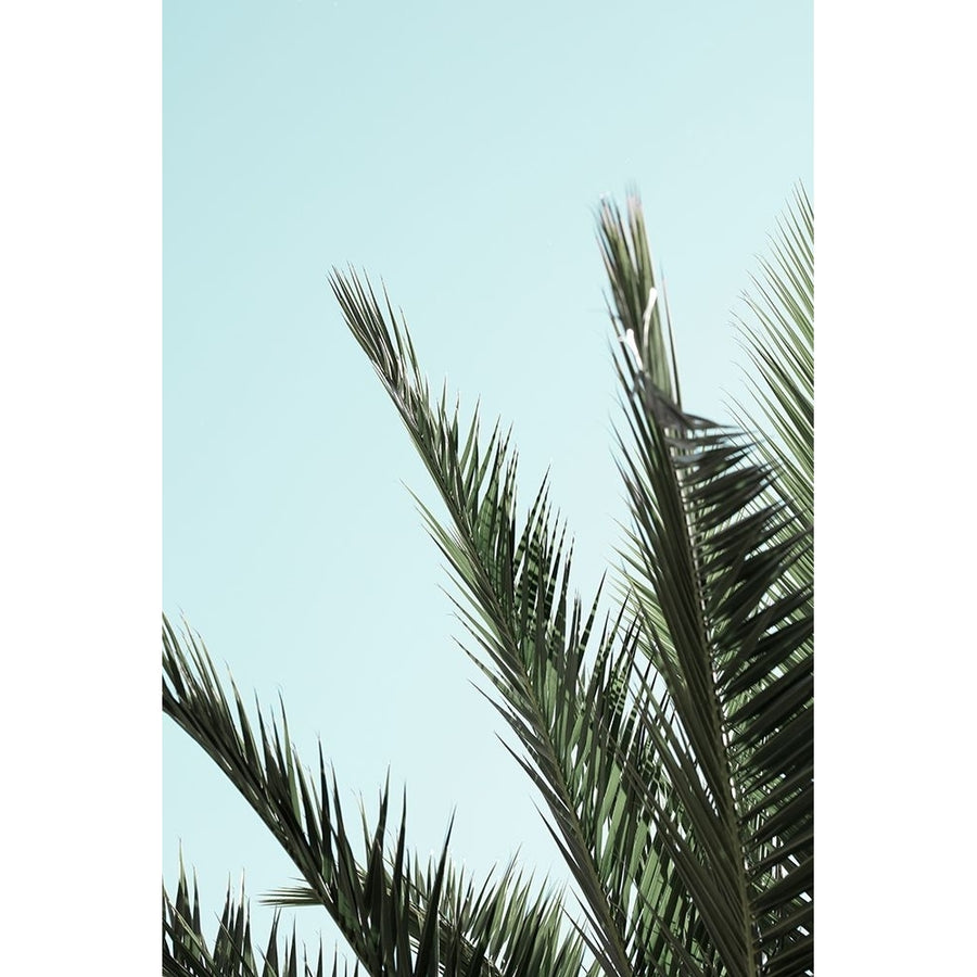 Palm leaves and sky_2 Poster Print - 1x Studio III-VARPDX2103212 Image 1