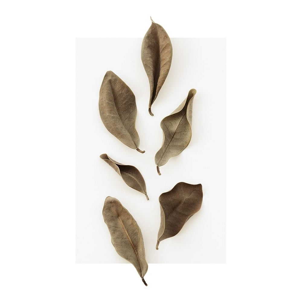 Dried Leaves_1 Poster Print - 1x Studio III-VARPDX2105197 Image 1