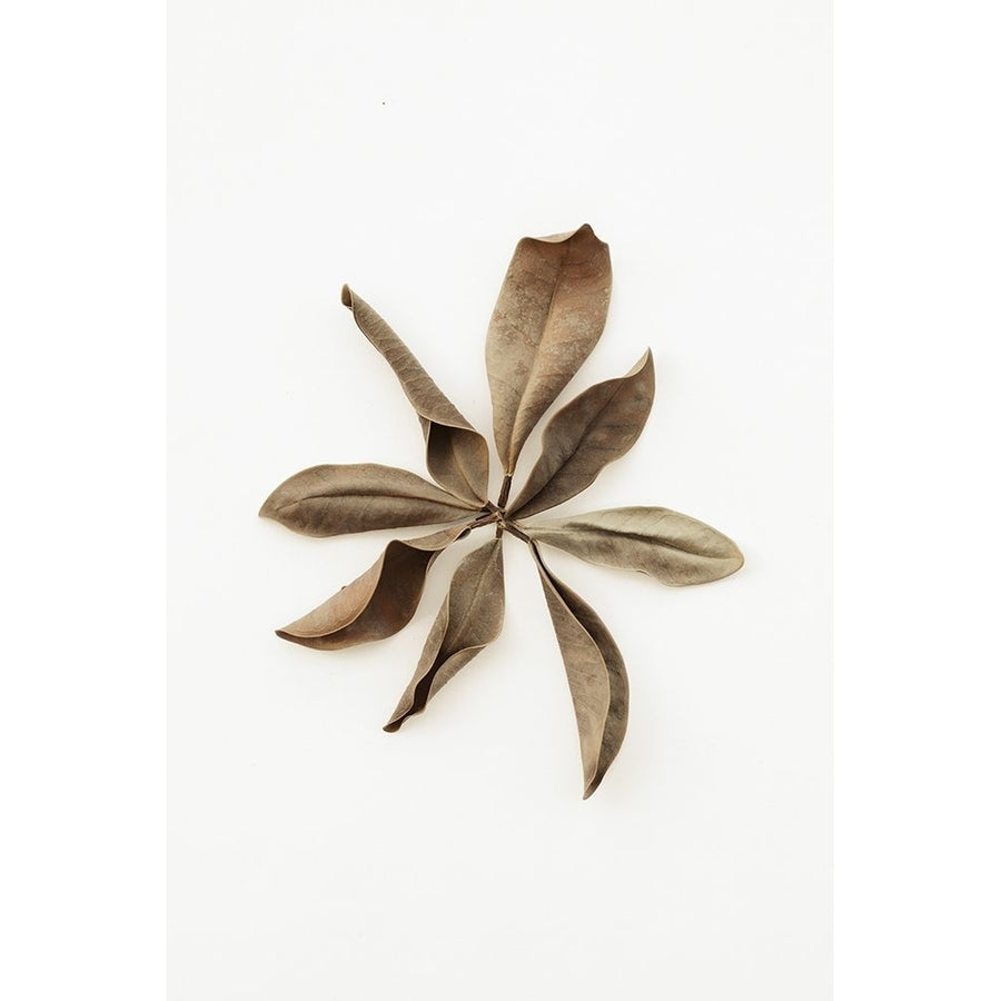 Dried Leaves_3 Poster Print - 1x Studio III-VARPDX2105199 Image 1