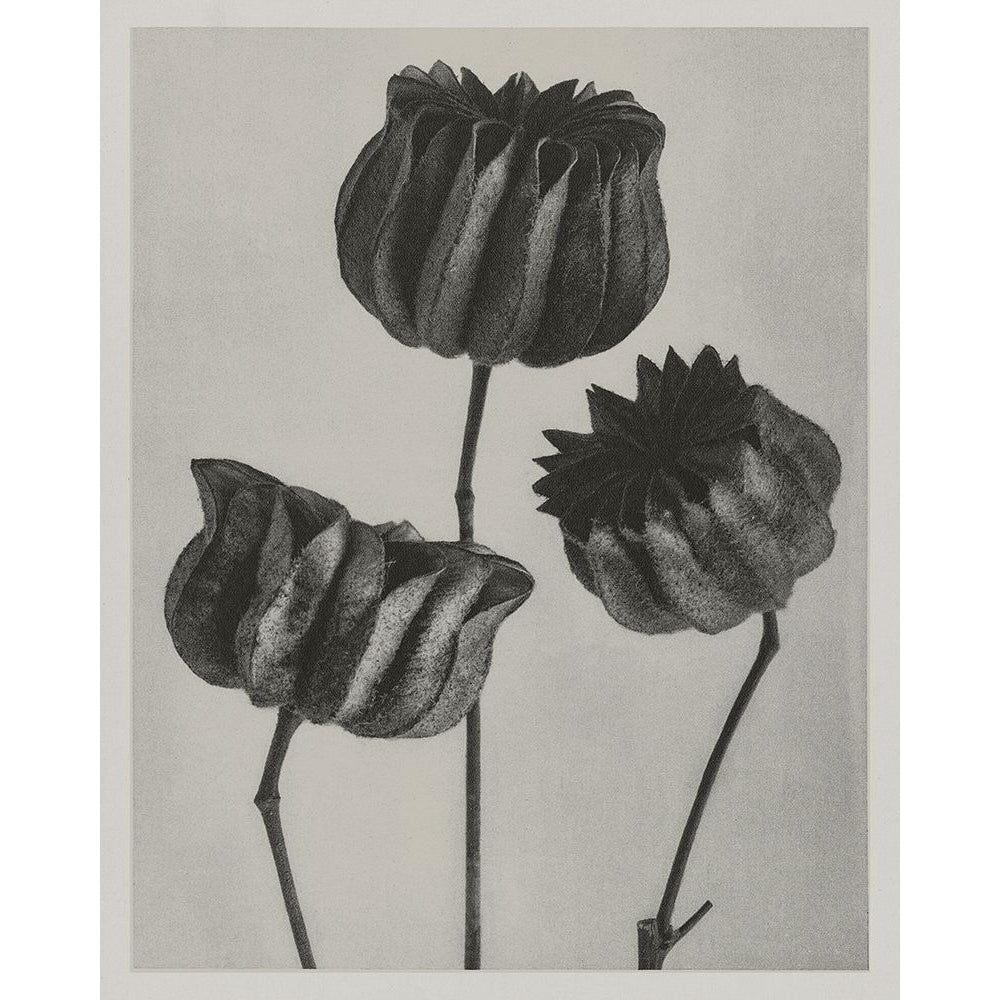 Custom Blossfeldt Trio II Poster Print - Karl Blossfeldt-VARPDX210617 Image 1