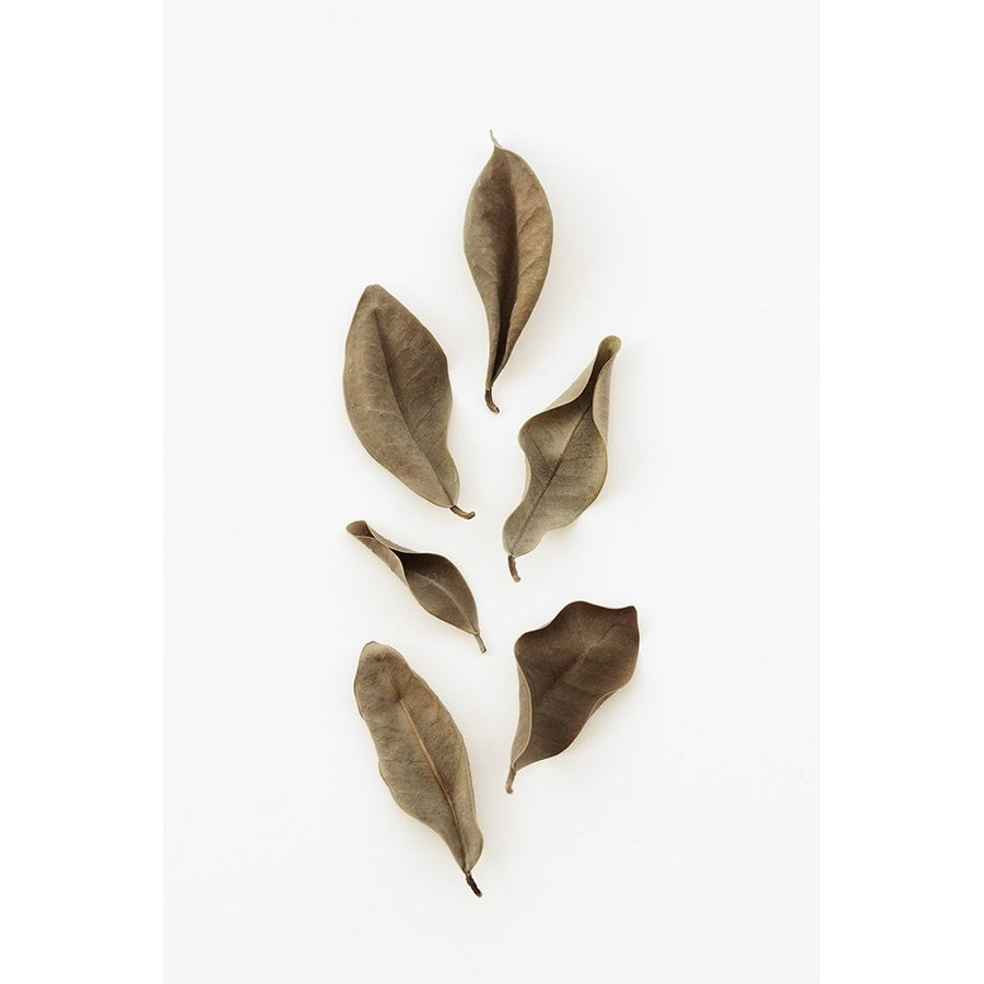 Dried Leaves_2 Poster Print - 1x Studio III-VARPDX2105198 Image 1