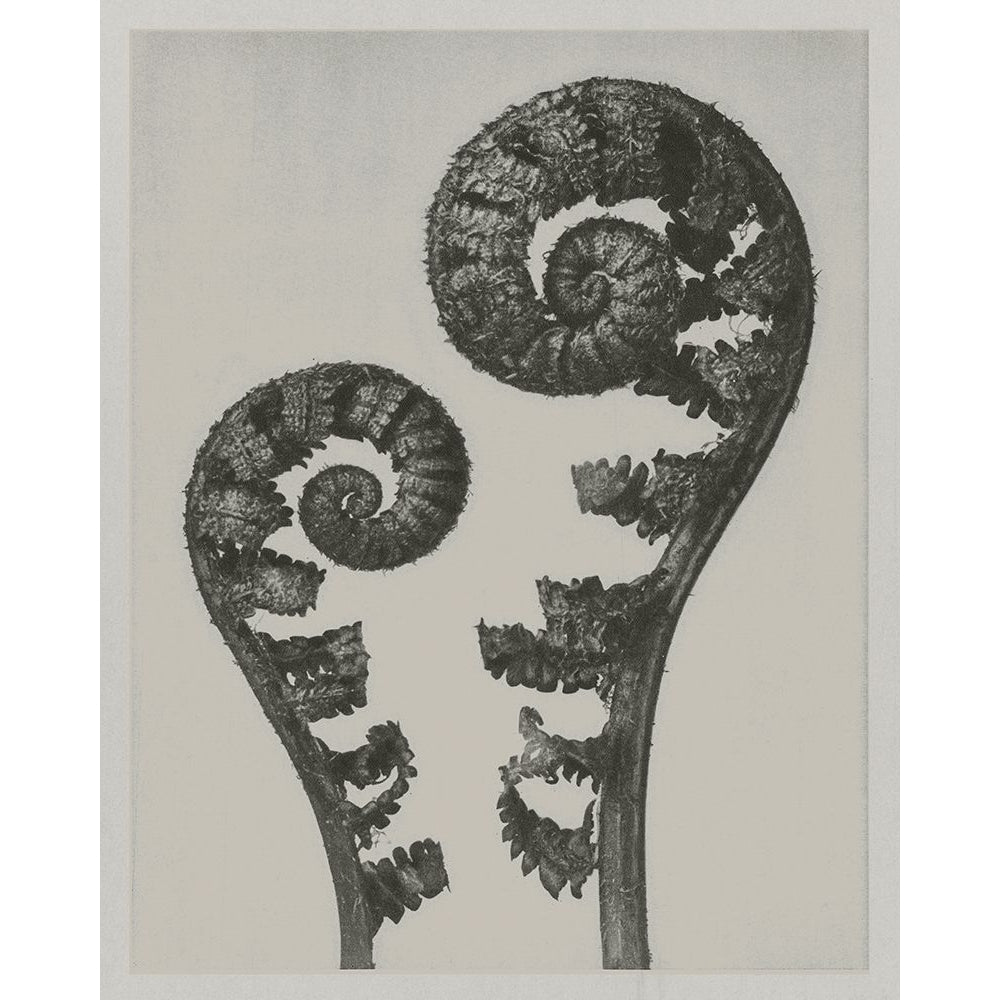 Custom Blossfeldt Fern I Poster Print - Karl Blossfeldt-VARPDX210616 Image 1