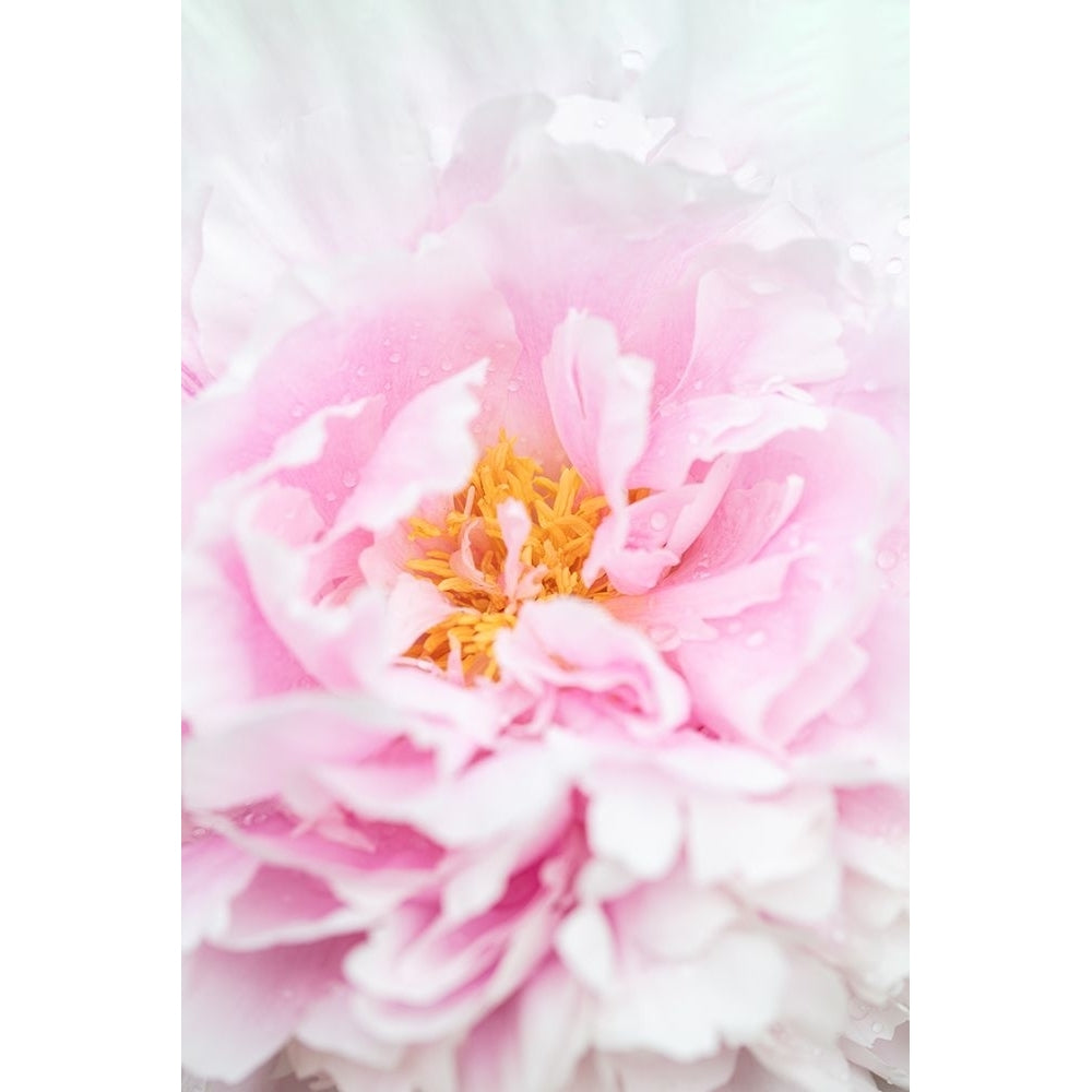 Peony_6 Poster Print - 1x Studio III-VARPDX2107230 Image 1