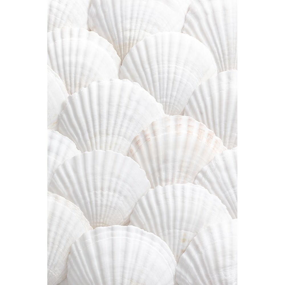 Shells_3 Poster Print - 1x Studio III-VARPDX2110342 Image 1