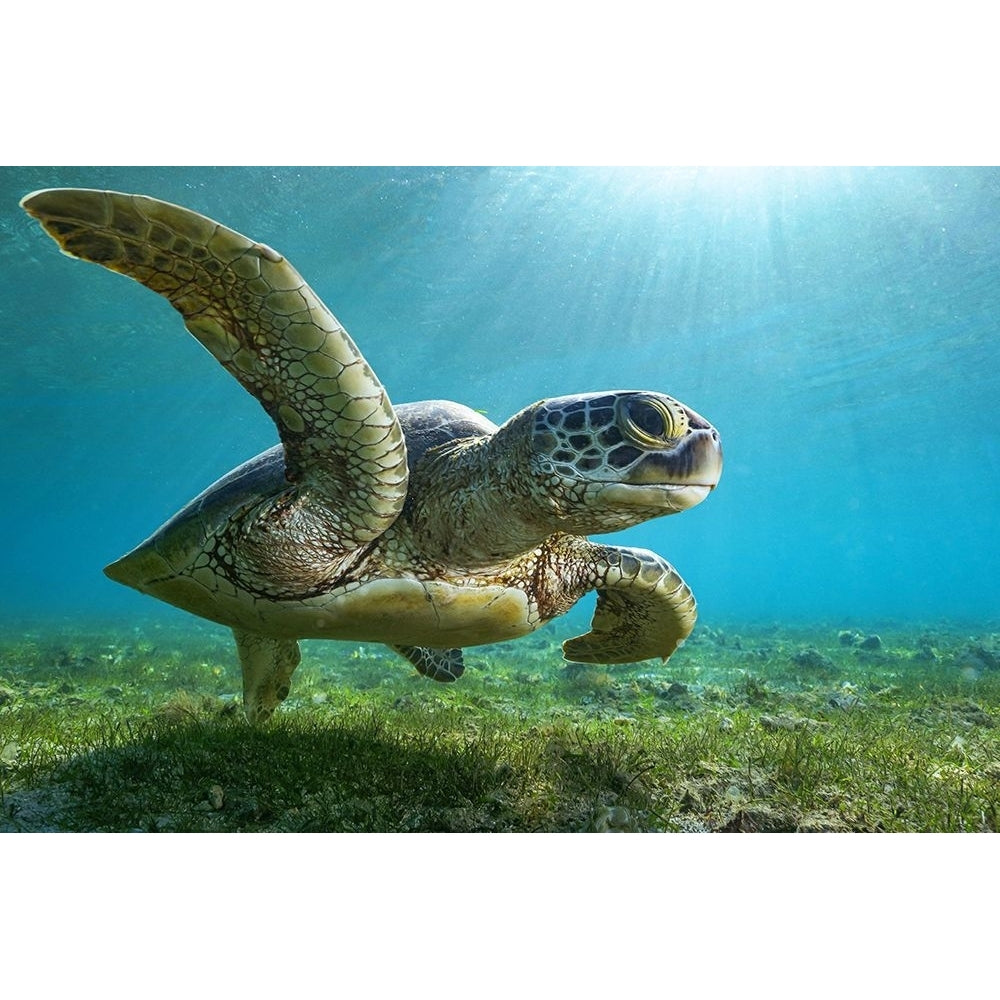 Green Turtle Poster Print - Serge Melesan-VARPDX2112178 Image 1