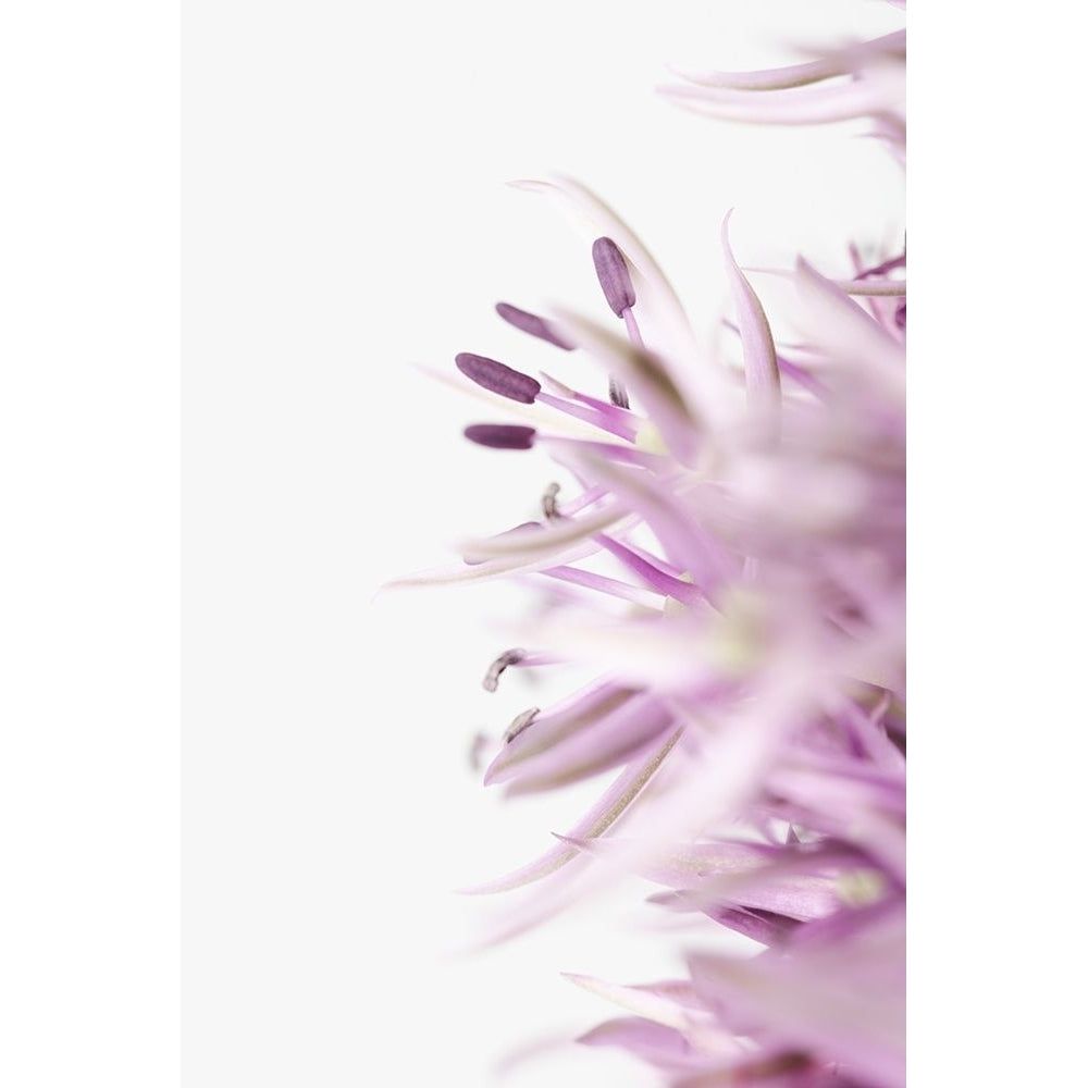 FLOWER PURPLE Poster Print - 1x Studio III-VARPDX2112990 Image 1