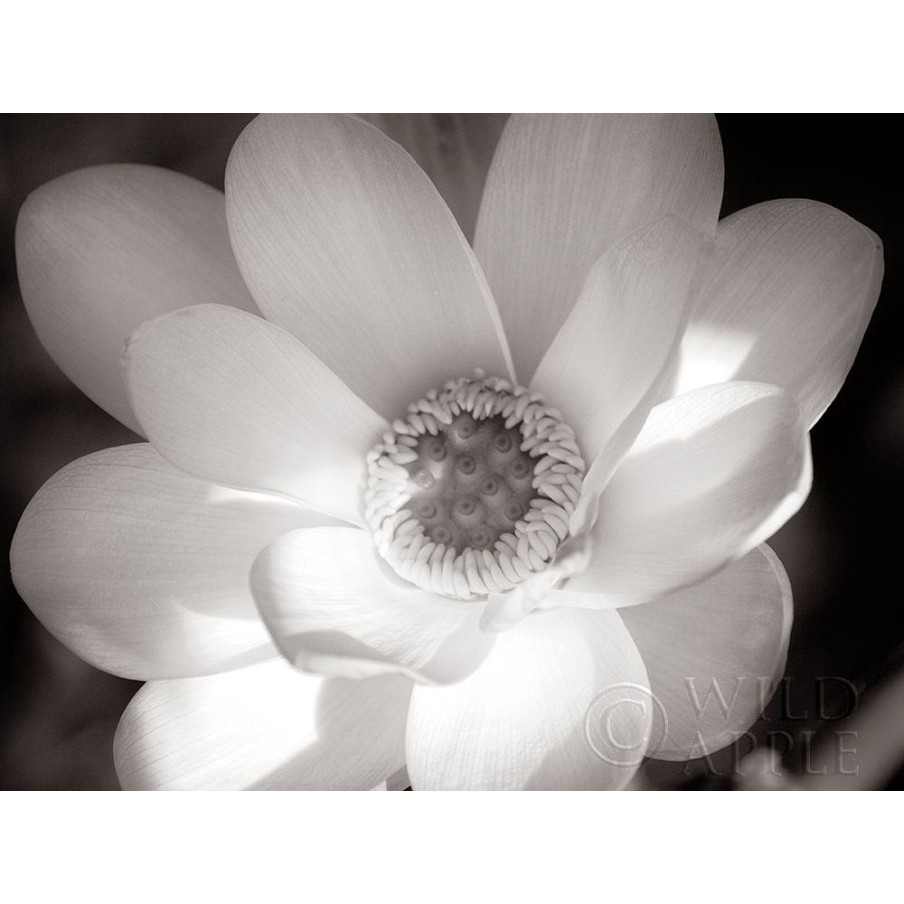 Lotus Flower V Poster Print by Debra Van Swearingen-VARPDX21138 Image 2