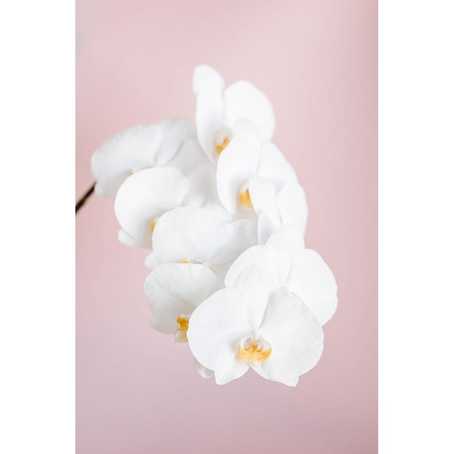 Orchid_2 Poster Print - 1x Studio III-VARPDX2113936 Image 1