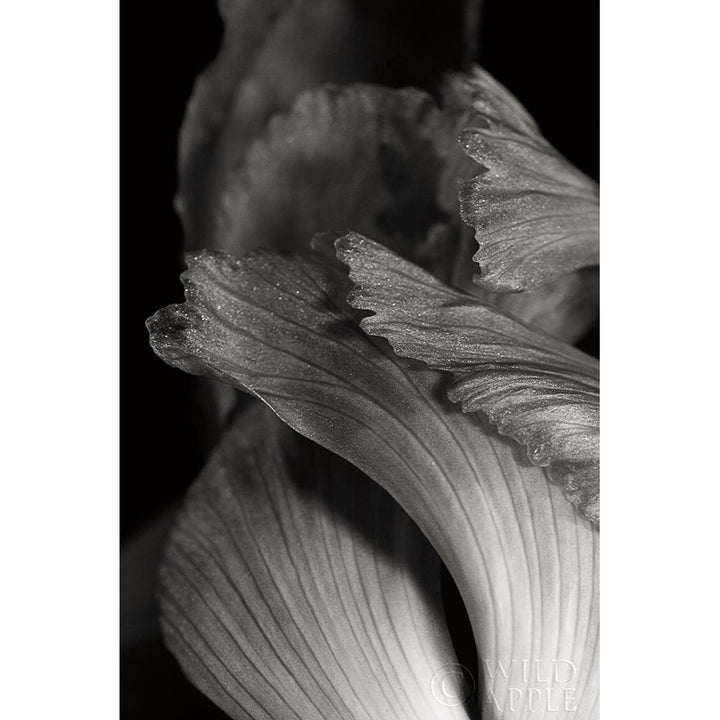 Iris Abstract I Poster Print by Laura Marshall-VARPDX21170 Image 1