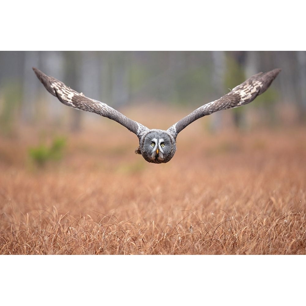 Great grey owl Poster Print - Milan Zygmunt-VARPDX2118537 Image 1