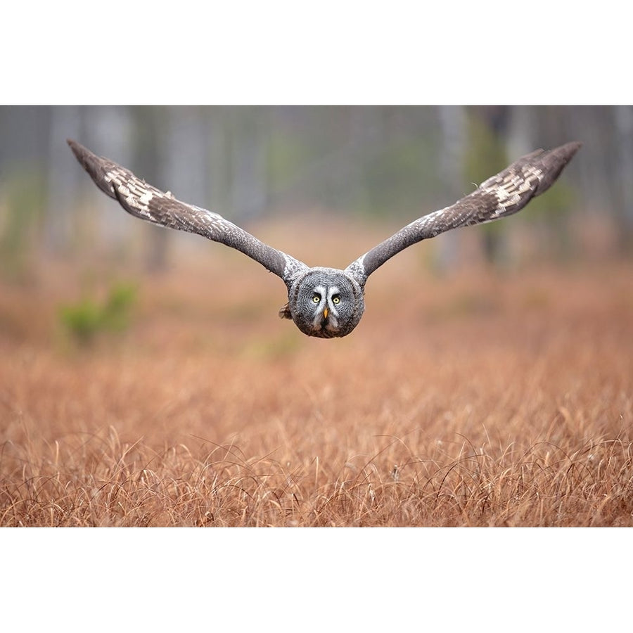 Great grey owl Poster Print - Milan Zygmunt-VARPDX2118537 Image 1