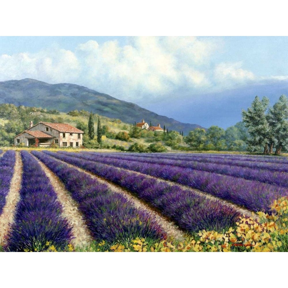 Fields Of Lavender Poster Print - Michael Swanson-VARPDX21226Z Image 1