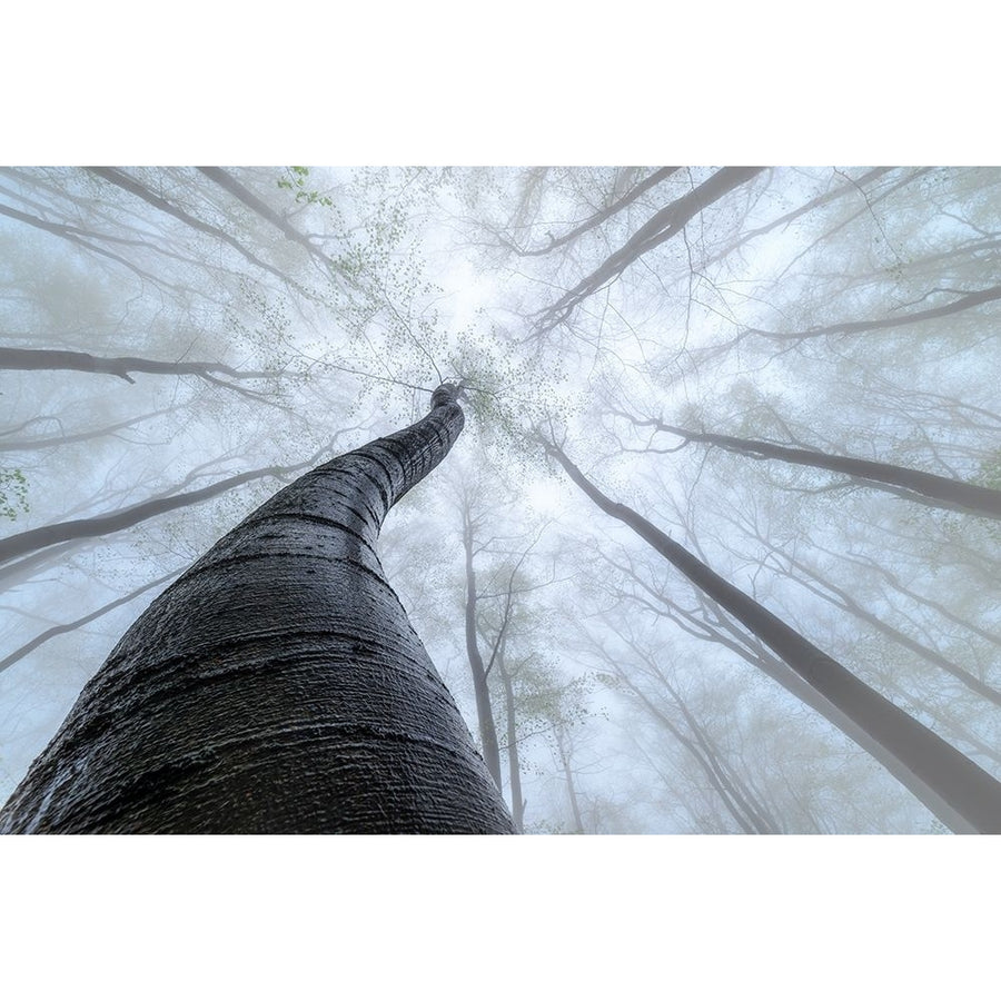 Beech forest Poster Print - Tom Pavlasek-VARPDX2123520 Image 1