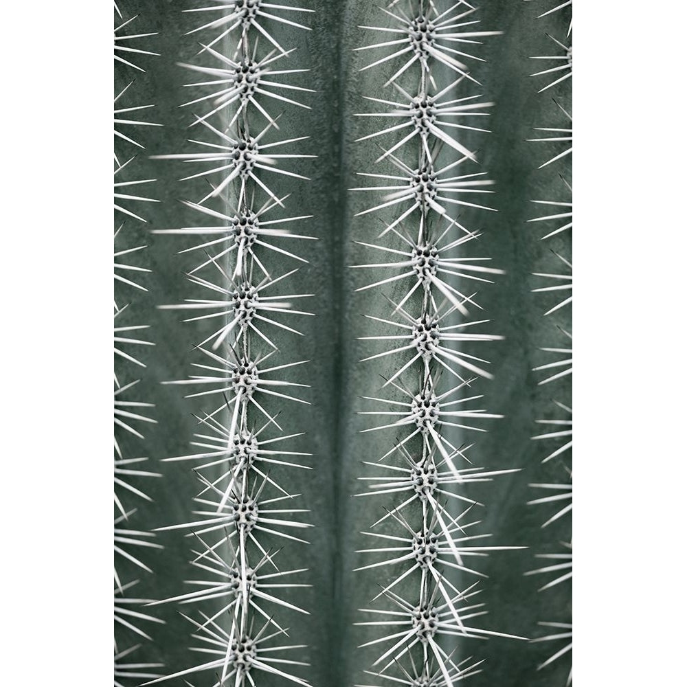 Cactus Green Poster Print - 1x Studio III-VARPDX2125491 Image 1