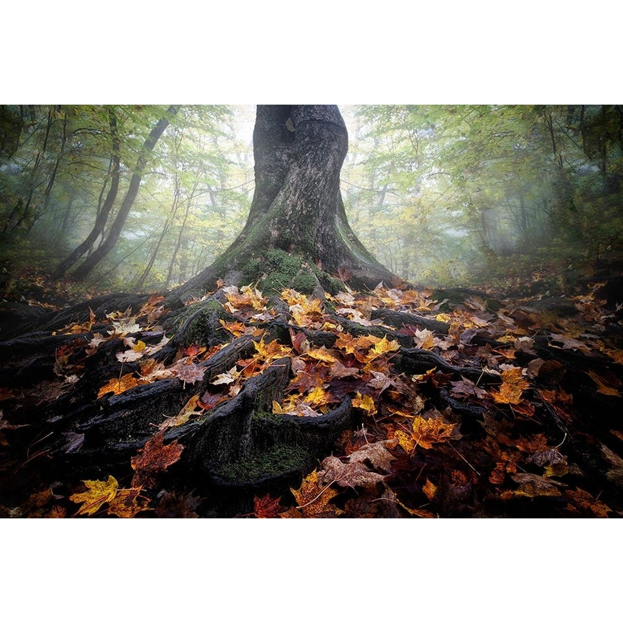 Autumn Poster Print - Cicy Chen-VARPDX2127629 Image 1