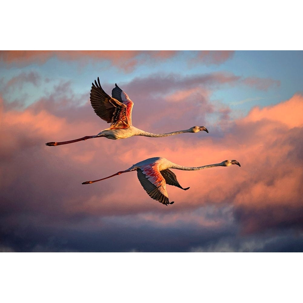 Flamingos at sunset Poster Print - Xavier Ortega-VARPDX2128897 Image 1