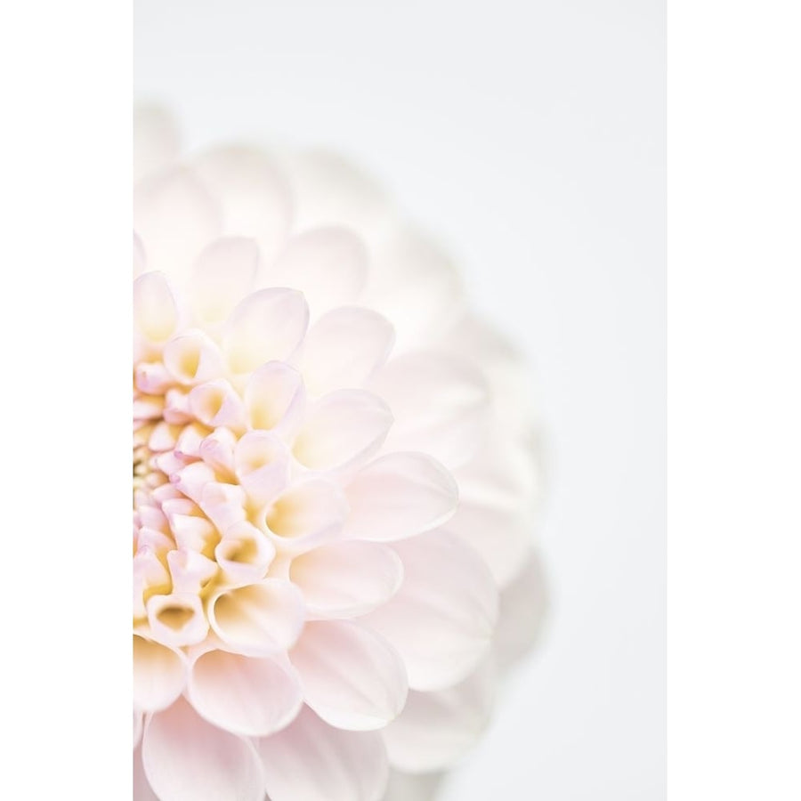 Pink Flower No2 Poster Print - 1x Studio III-VARPDX2130844 Image 1