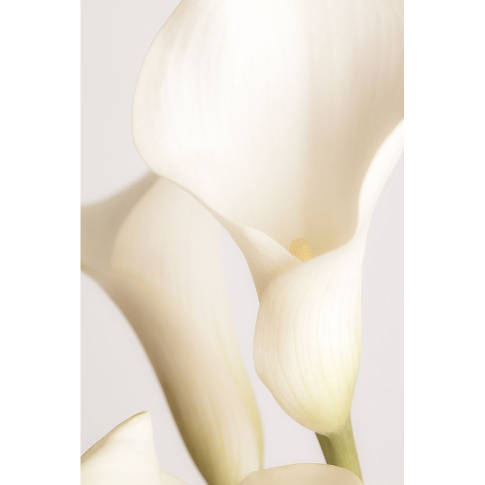 White Calla Lily No 2 Poster Print - 1x Studio III-VARPDX2130852 Image 1