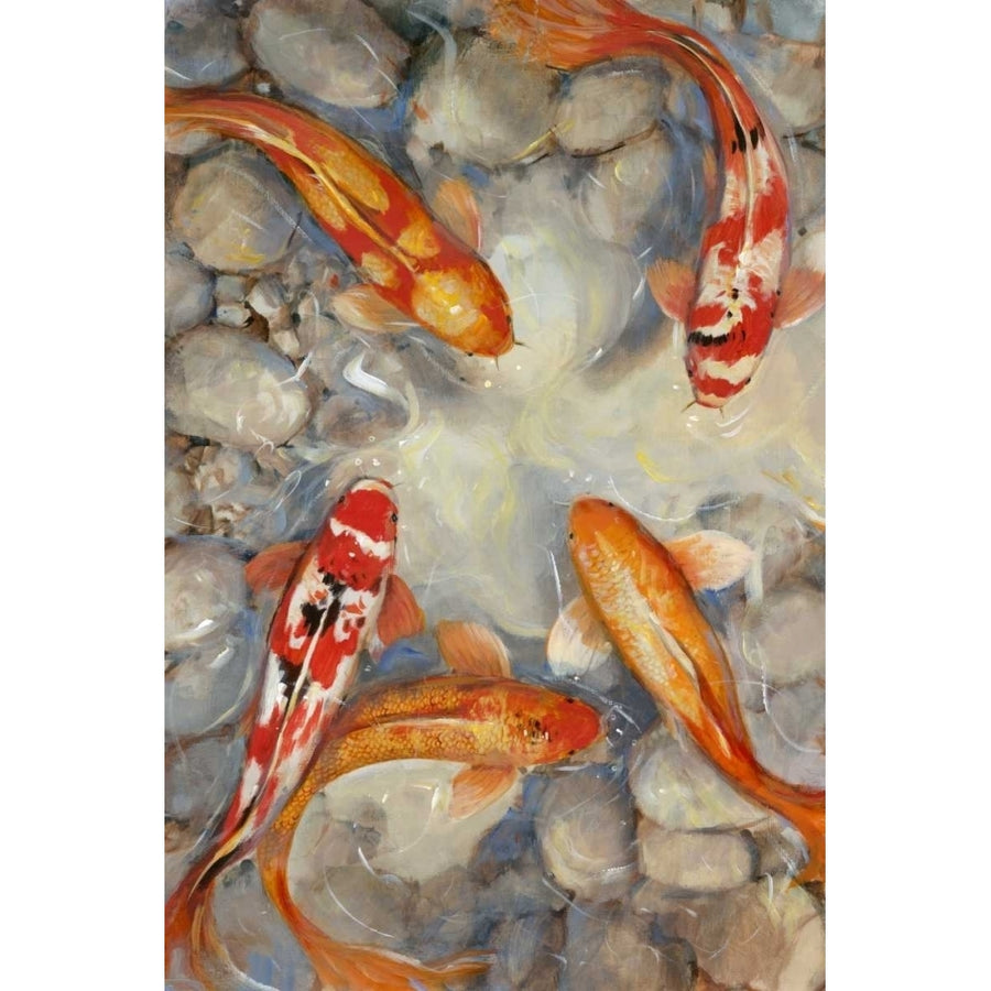 Vibrant Koi I Poster Print - Tim OToole-VARPDX21316Z Image 1