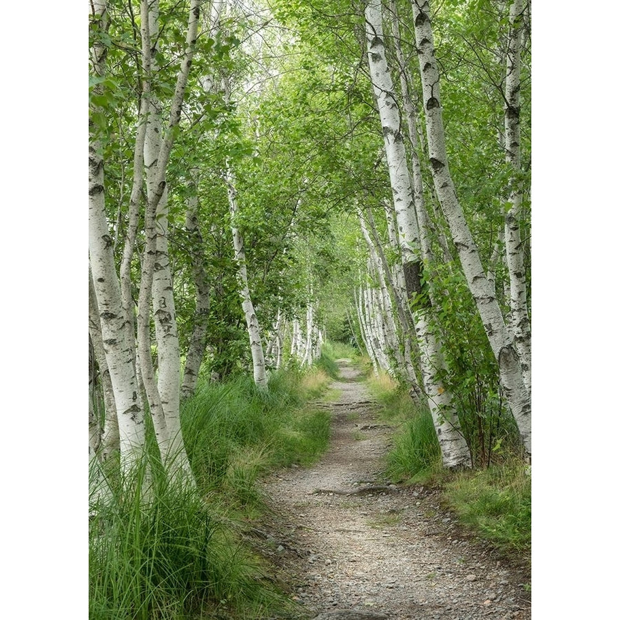 Summer Path I Poster Print - Danny Head-VARPDX213115 Image 1