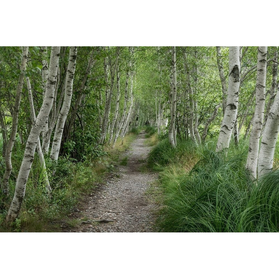 Summer Path III Poster Print - Danny Head-VARPDX213132 Image 1