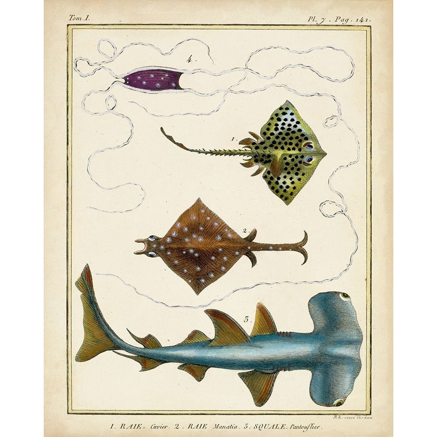 Antique Rays and Fish I Poster Print - Chevillet-VARPDX21355Z Image 1