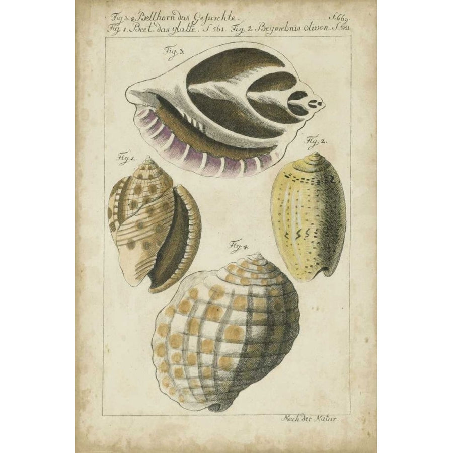 Vintage Shell Study I Poster Print - Martini-VARPDX21358Z Image 1