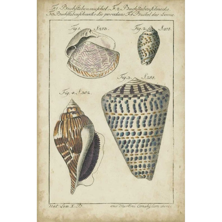 Vintage Shell Study II Poster Print - Martini-VARPDX21359Z Image 1