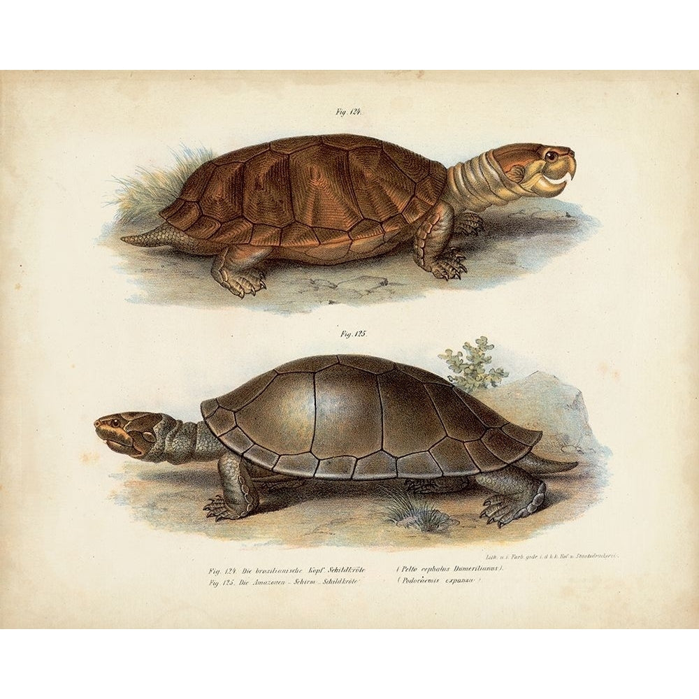 Antique Turtle Pair II Poster Print - Studio Vision-VARPDX21363Z Image 1