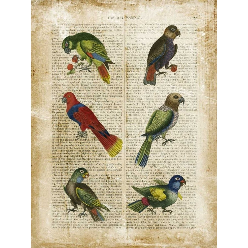 Antiquarian Parrots I Poster Print - Studio Vision-VARPDX21373Z Image 1