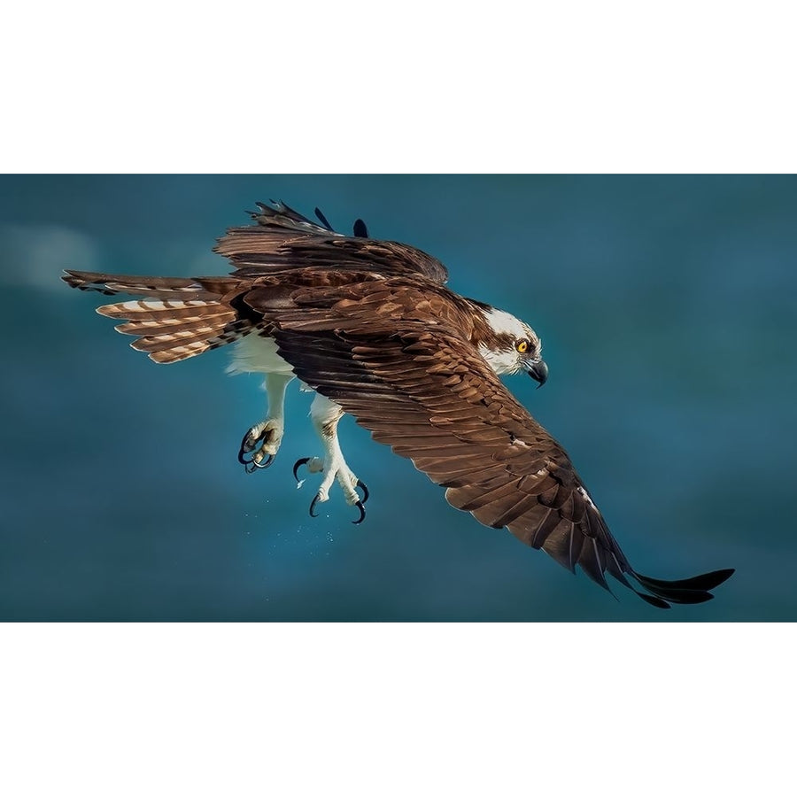 Osprey In Action Poster Print - Hanping Xiao-VARPDX2147718 Image 1