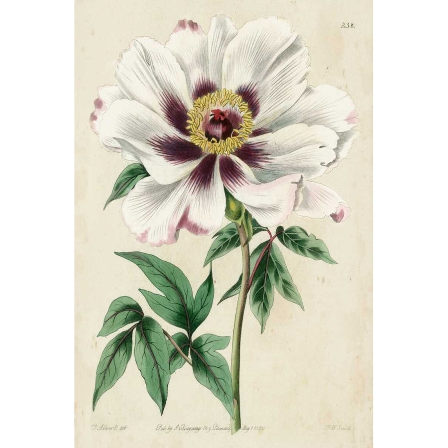 Imperial Floral II Poster Print - Studio Vision-VARPDX21508Z Image 1