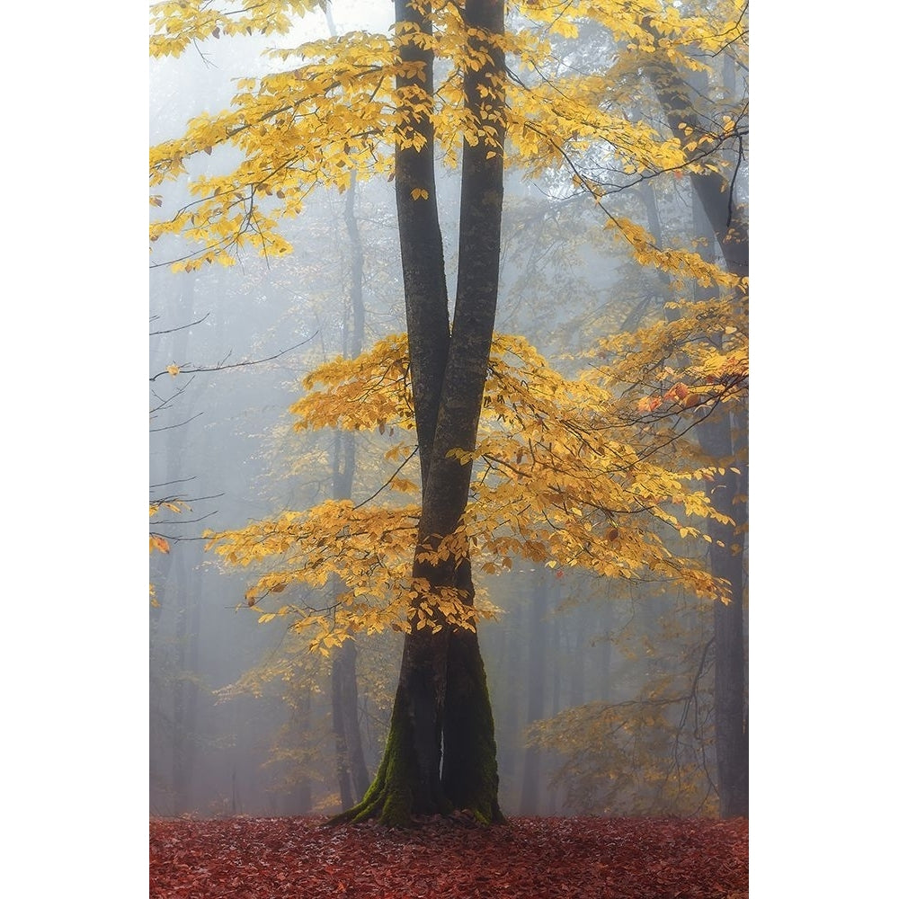 Loving trees Poster Print - Shahram Hafezi-VARPDX2152671 Image 1