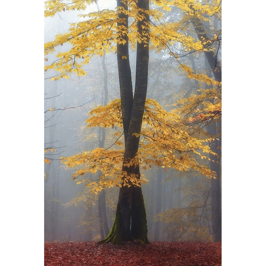 Loving trees Poster Print - Shahram Hafezi-VARPDX2152671 Image 1