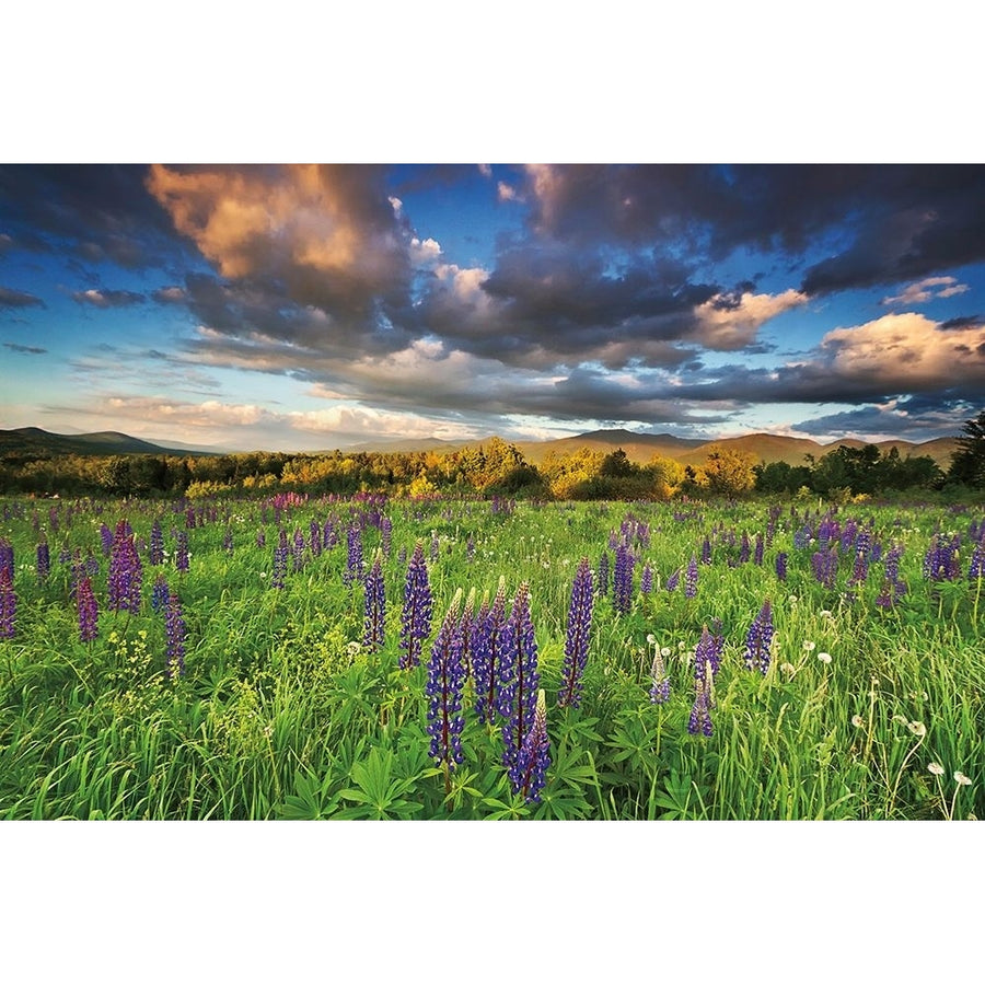 Lupine Sunset Poster Print by Katherine Gendreau-VARPDX21526 Image 1