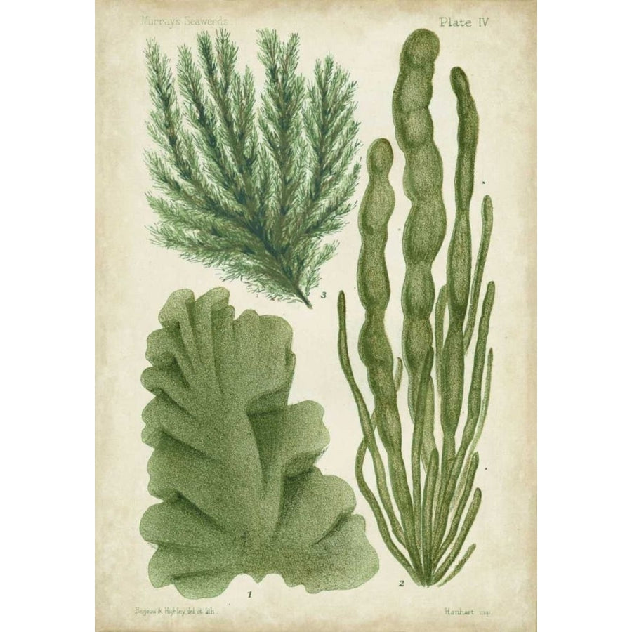 Seaweed Specimen in Green I Poster Print - Studio Vision-VARPDX21552Z Image 1