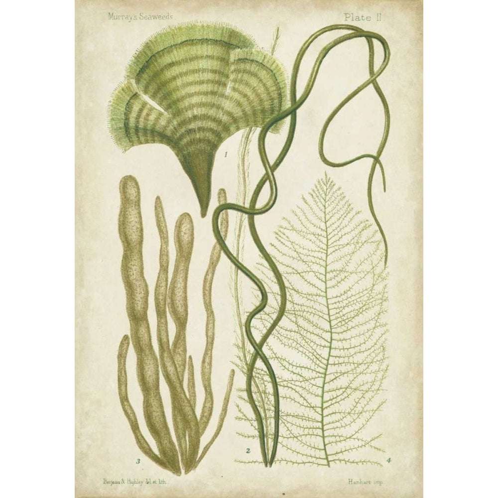 Seaweed Specimen in Green II Poster Print - Studio Vision-VARPDX21553Z Image 1