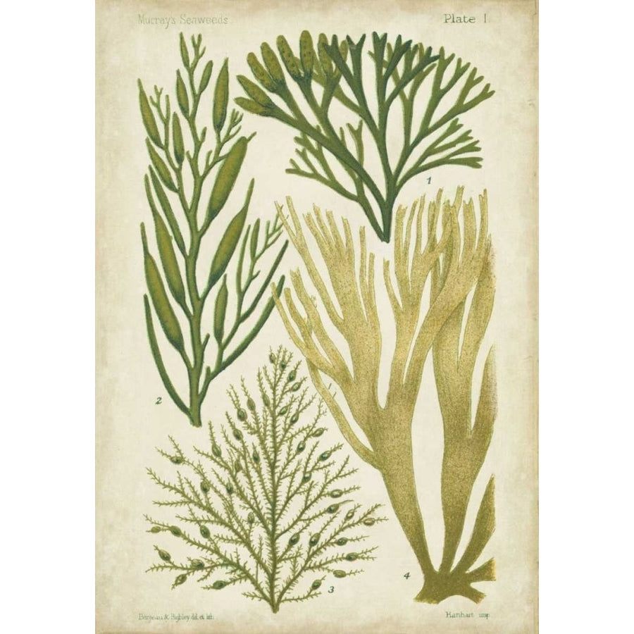 Seaweed Specimen in Green III Poster Print - Studio Vision-VARPDX21554Z Image 1