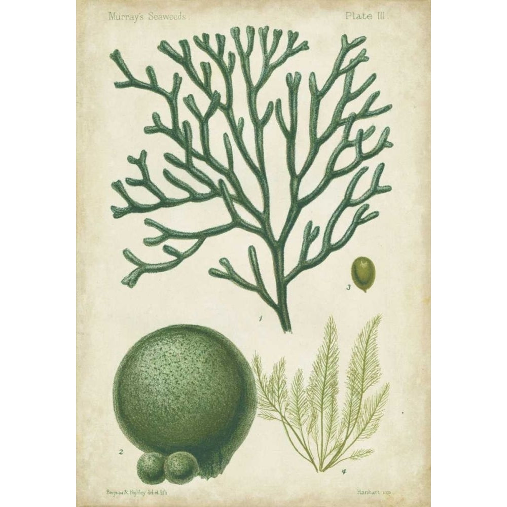 Seaweed Specimen in Green IV Poster Print - Studio Vision-VARPDX21555Z Image 1