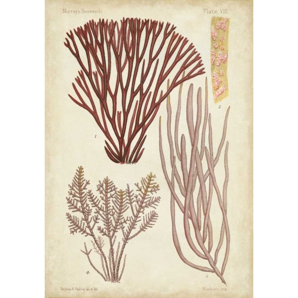 Seaweed Specimen in Coral I Poster Print - Studio Vision-VARPDX21556Z Image 1