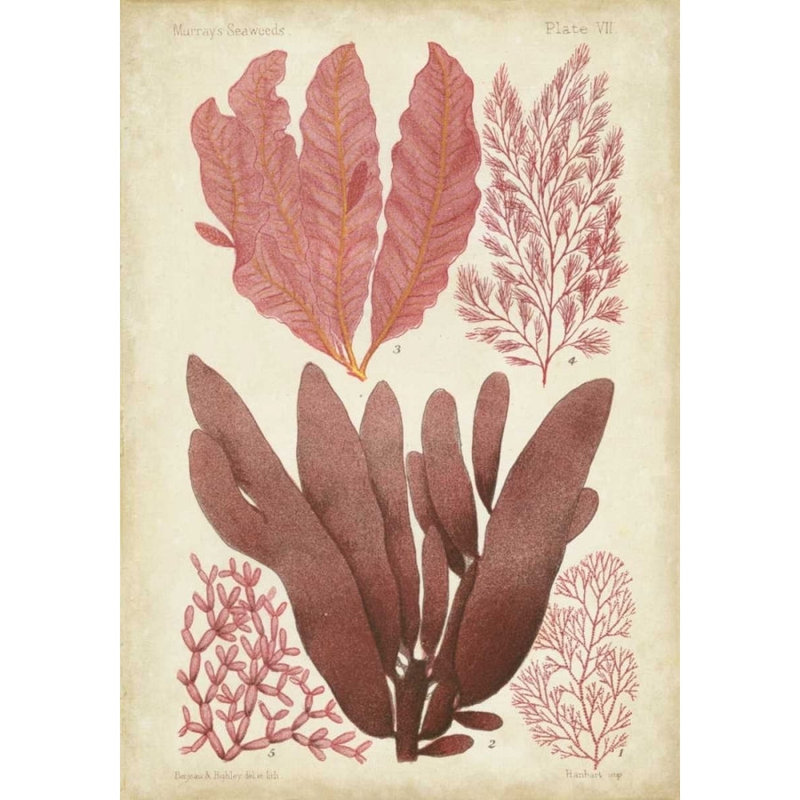 Seaweed Specimen in Coral IV Poster Print - Studio Vision-VARPDX21559Z Image 1