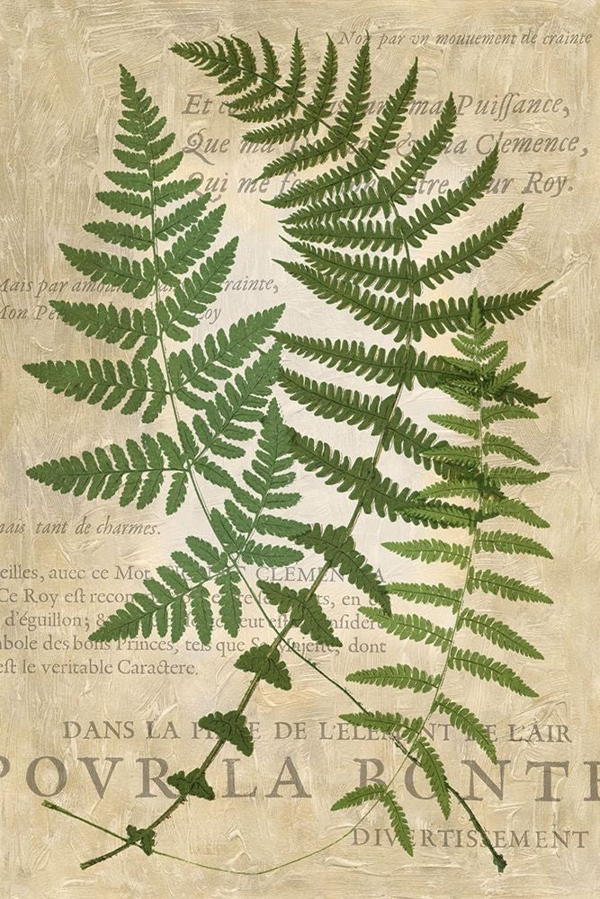 Fern Folio I Poster Print - Studio Vision-VARPDX21560Z Image 1